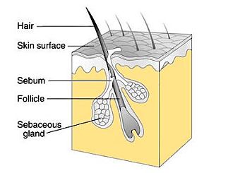 hair-follicle