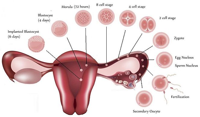 What causes pink period blood?