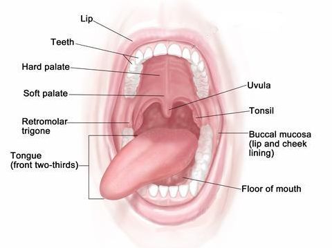 Swollen Bump On Roof Of Mouth 51