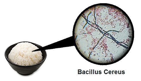 bacilus-cereus-in-rice
