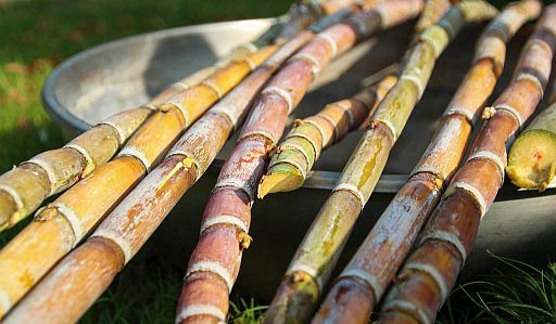 sugarcane-stalks-for-molasses